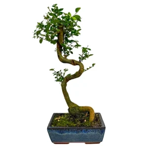 Chinese Elm 43cm