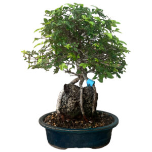 Cork Bark Chinese Elm Bonsai With Exposed Roots Over Rock - 30cm