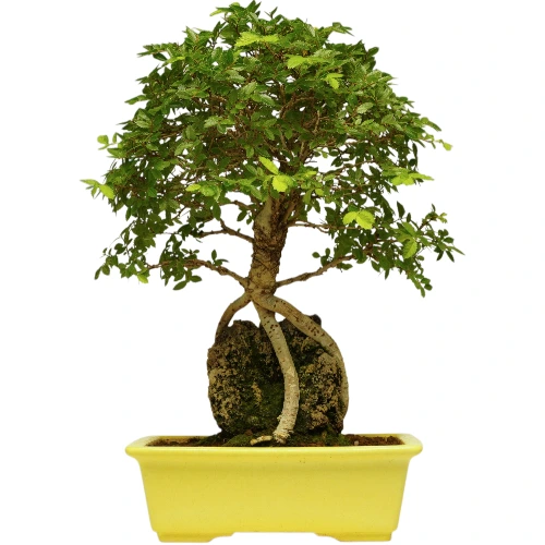 Cork Bark Chinese Elm With Exposed Roots Over Rock 30cm