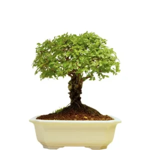 Stumpy Cork Bark Chinese Elm 21cm