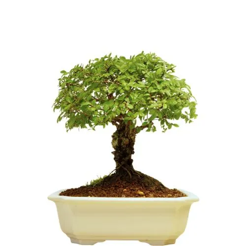 Stumpy Cork Bark Chinese Elm 21cm