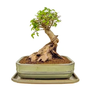 Chinese Elm Rock Feature Inc Tray 28cm