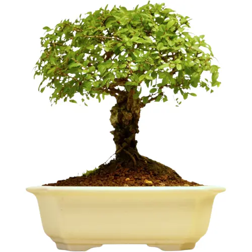 Stumpy Cork Bark Chinese Elm 21cm
