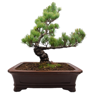 Japanese White Pine Bonsai 50cm