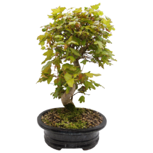 Trident Maple Bonsai Tree 38cm