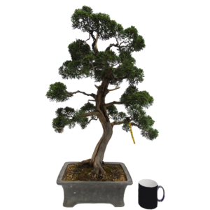 Chinese Juniper Bonsai Tree 77cm