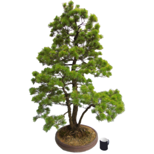 Japanese white pine bonsai tree