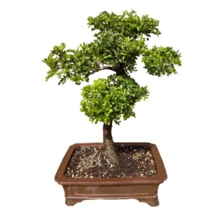 Exceptional Chinese Elm 52cm
