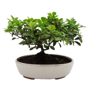 Pyracantha 'firethorn' bonsai tree