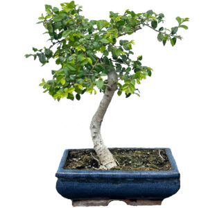 Chinese elm bonsai tree 27cm