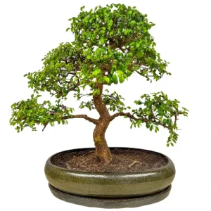 Chinese Elm 61cm Inc Tray