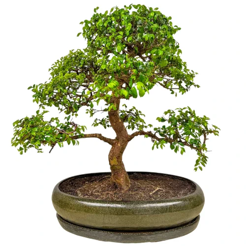 Chinese Elm 61cm Inc Tray