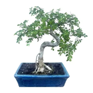 Leaning Chinese Elm 33cm