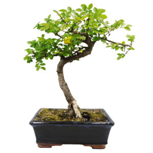 Chinese elm bonsai tree 30cm