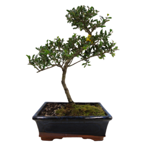 Stunning japanese holly indoor bonsai tree