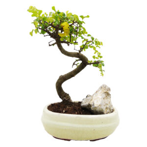 Rock island Chinese elm bonsai 31cm