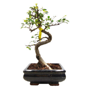 Cute youthful Chinese elm 26cm