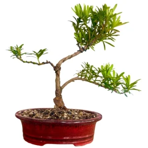 Buddhist Pine Inc Tray 38cm