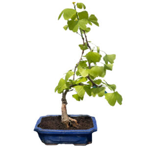 Ginkgo biloba bonsai tree