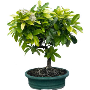 Pyracantha 'firethorn' bonsai tree