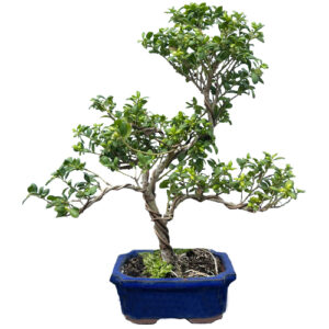 Japanese holly bonsai tree
