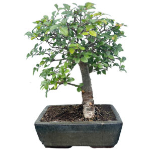 chinese elm bonsai tree 33cm