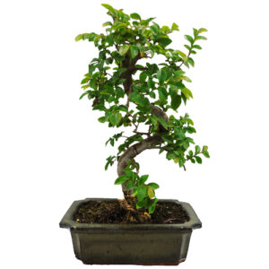 chinese elm bonsai tree 36cm