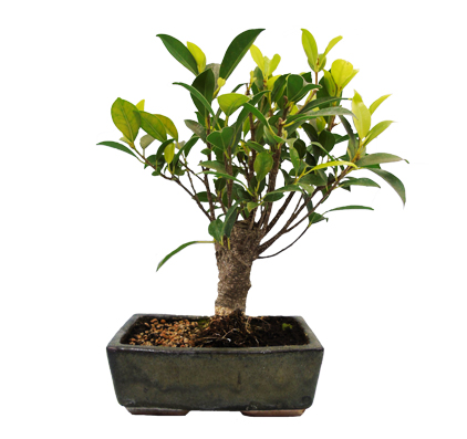 ficus indoor bonsai tree