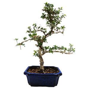 Japanese Holly Bonsai Tree 37cm