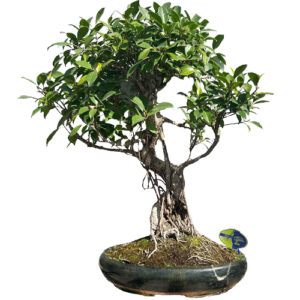 ficus indoor bonsai tree