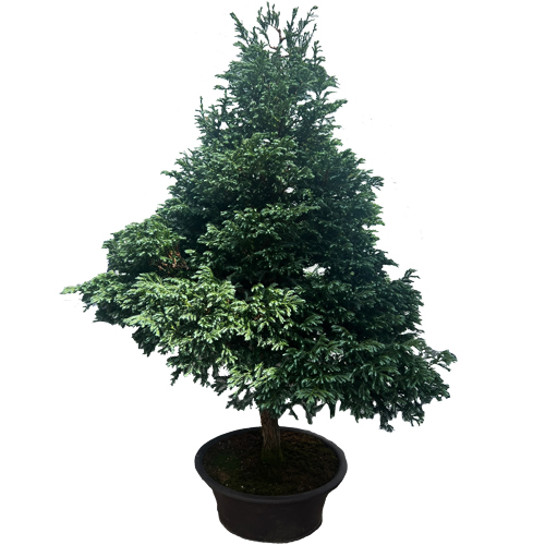 Sawara Cypress 115cm