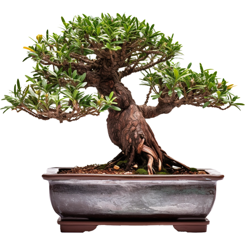 Buddhist Pine Bonsai Care Guide