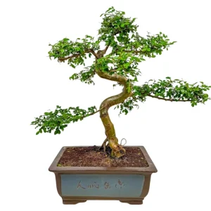 Extraordinary Chinese Elm 60cm
