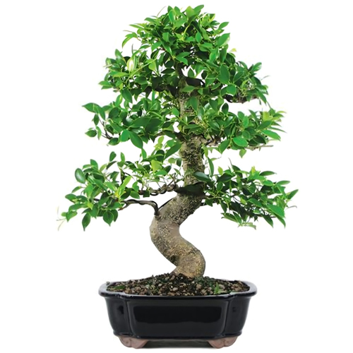 Ficus Bonsai Care Guide