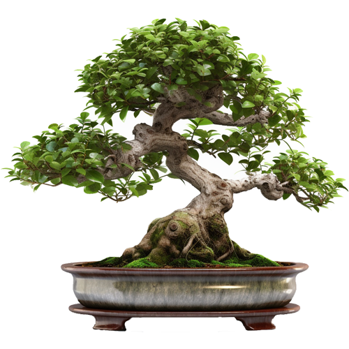 Fukien Tea Tree Bonsai Care Guide