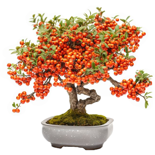 Pyracantha bonsai care guide