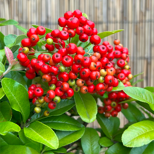 Red Berries Pyracantha Bonsai - 37cm