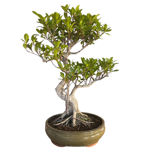 Thick Trunk With Aerial Roots Ficus Inc Tray 82cm