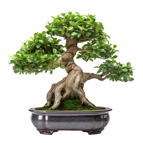 Mandarin Bonsai Tree Care Guide