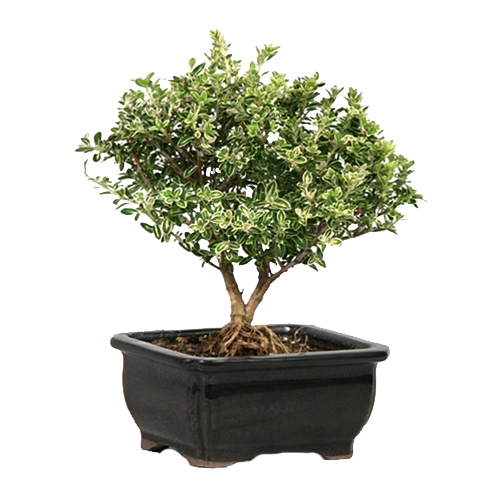 Variegated serissa bonsai care guide