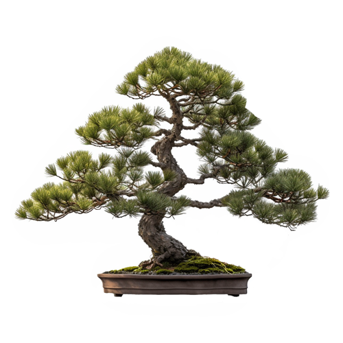 Japanese white pine care guide