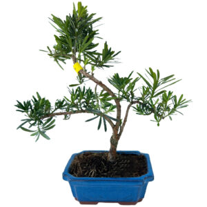 Buddhist Pine (Podocarpus) Bonsai tree 40cm