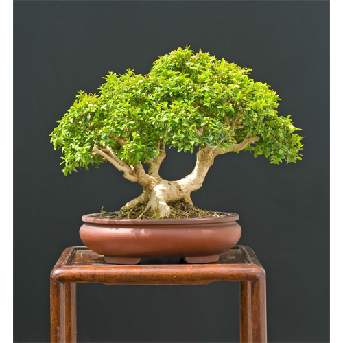 Chinese Box Tree (Buxus harlandii)
