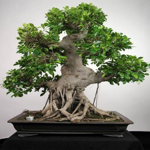 Ficus (Ficus retusa)