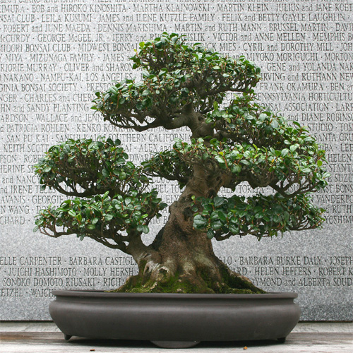 Fukien Tea Tree (Carmona retusa)