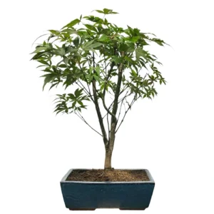 Acer Atropurpureum 51cm