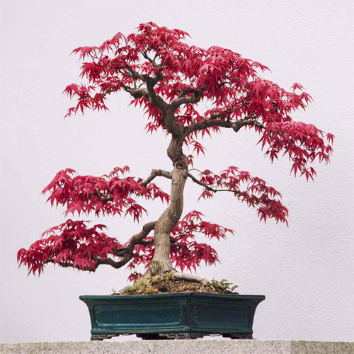 Japanese Red Maple (Acer palmatum ‘Deshojo’)