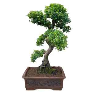 Slightly Thick Curving Chinese Elm 80cm