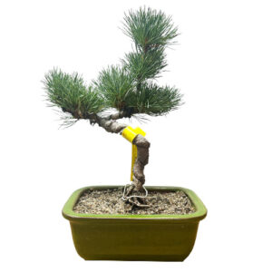 Twisted Trunk Japanese White Pine 33cm