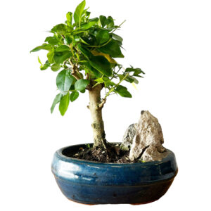 Small Rock Mandarin Tree Bonsai - 23cm